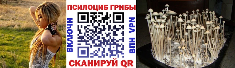 Купить где  Зерноград  Псилоцибиновые грибы Psilocybine cubensis 